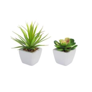 Yucca and "Red Tips" Potted Succulent 2-pc set