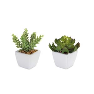 "Jelly Bean" and "Topsy Turvy" Potted Succulent 2-pc set