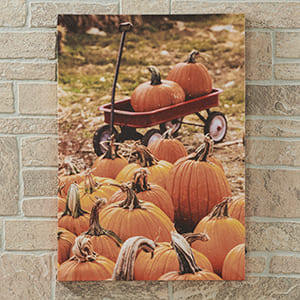 Pumpkin Patch LED Canvas Print